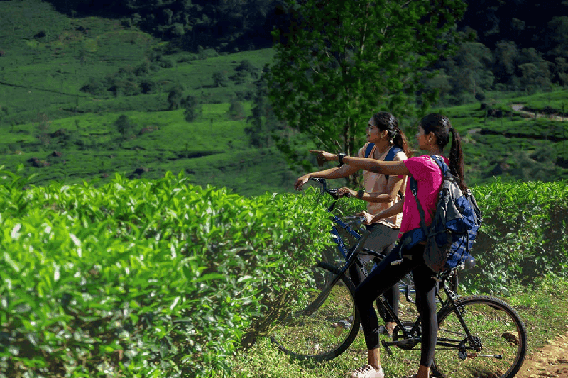 lemontfort resort images